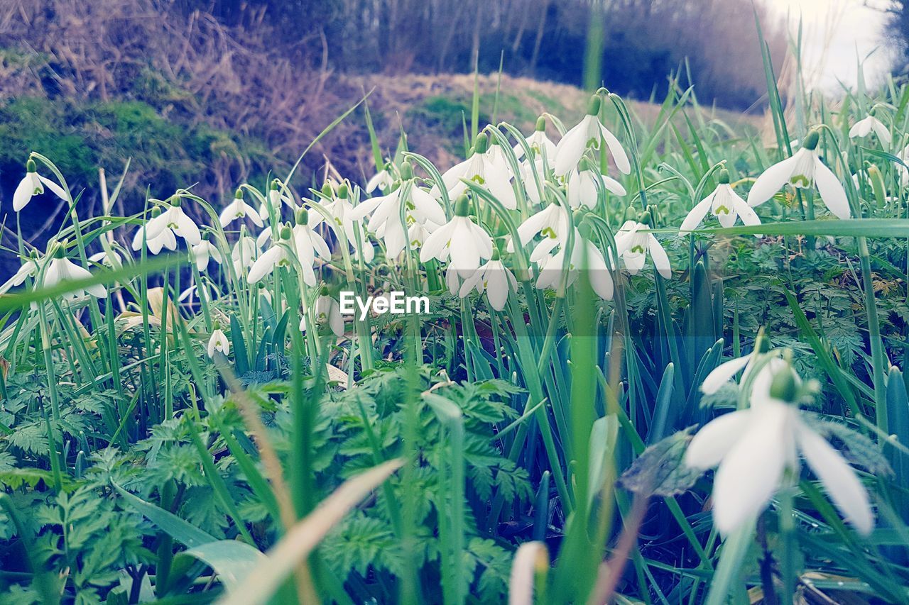 PLANTS GROWING IN FIELD