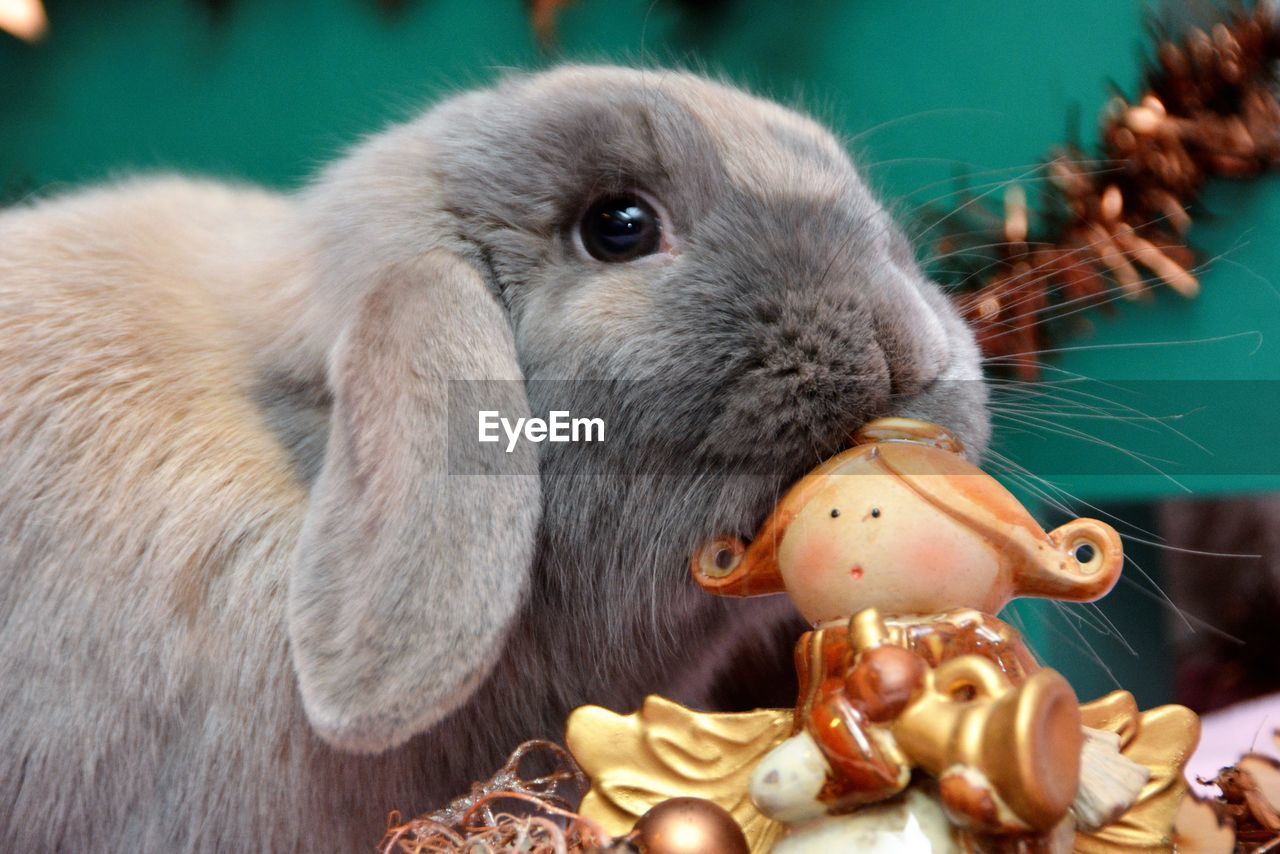 Close-up of rabbit by toy at home