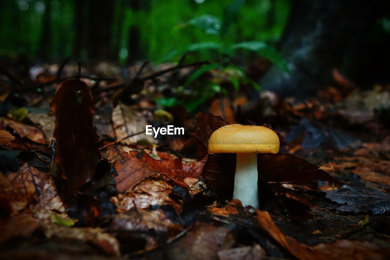 Yellow mushroom growing in forest