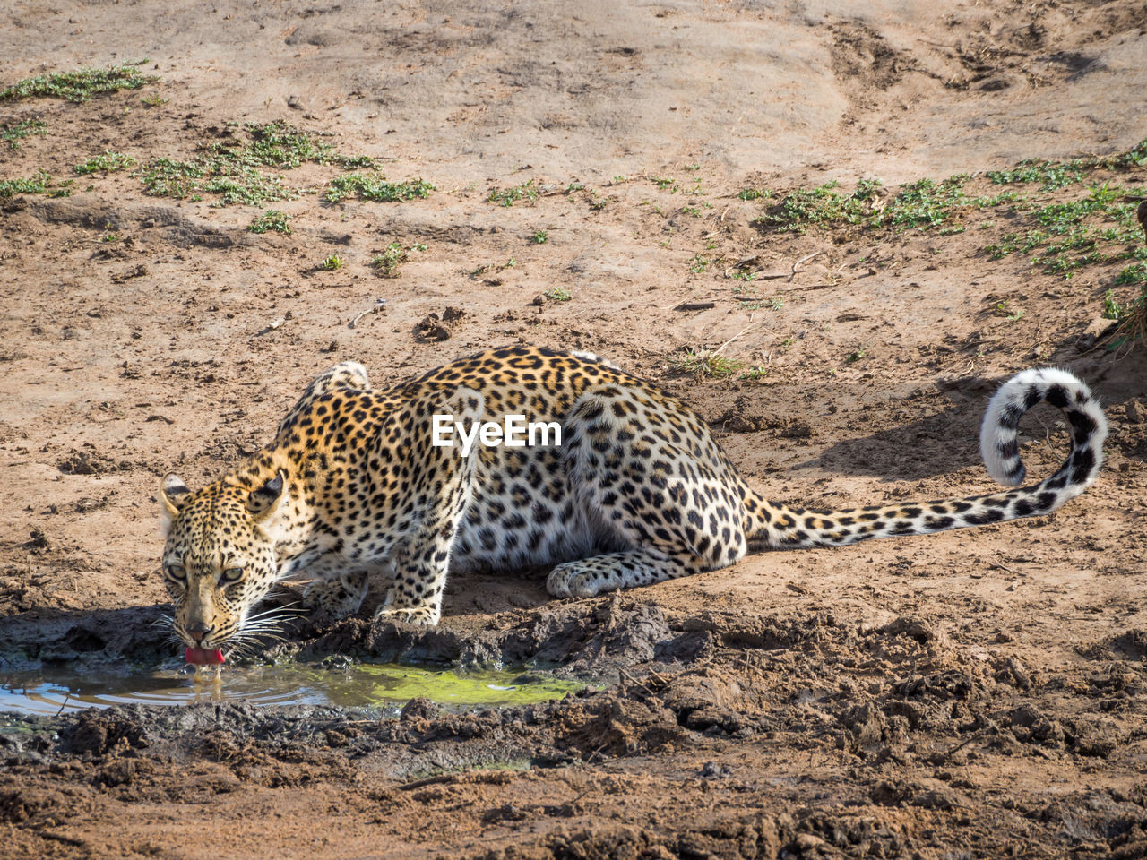 Young leopard drinking at water hole in kruger national park, south africa