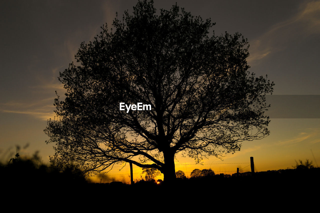 SILHOUETTE TREE ON FIELD AGAINST ORANGE SKY