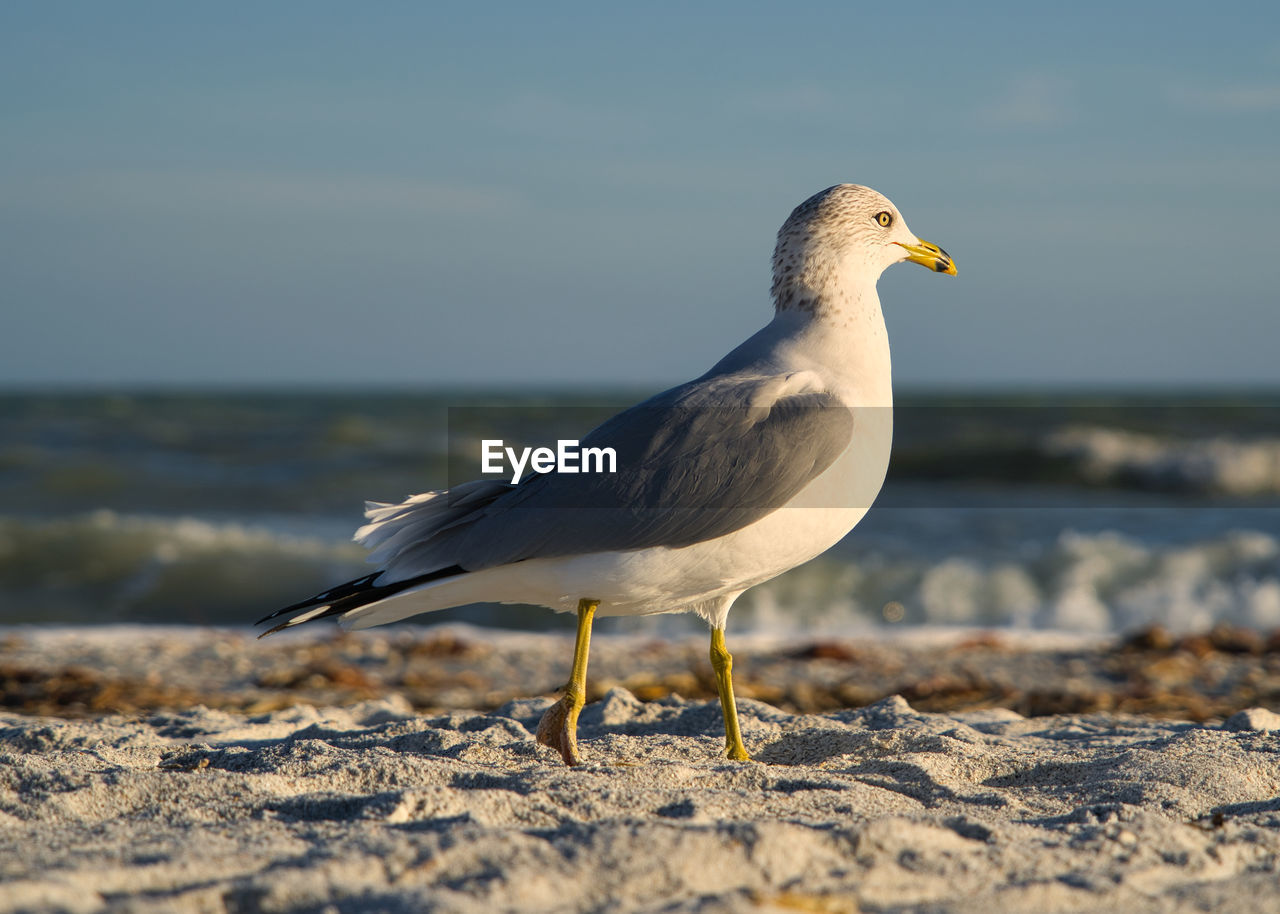 SEAGULL PERCHING ON BEACH