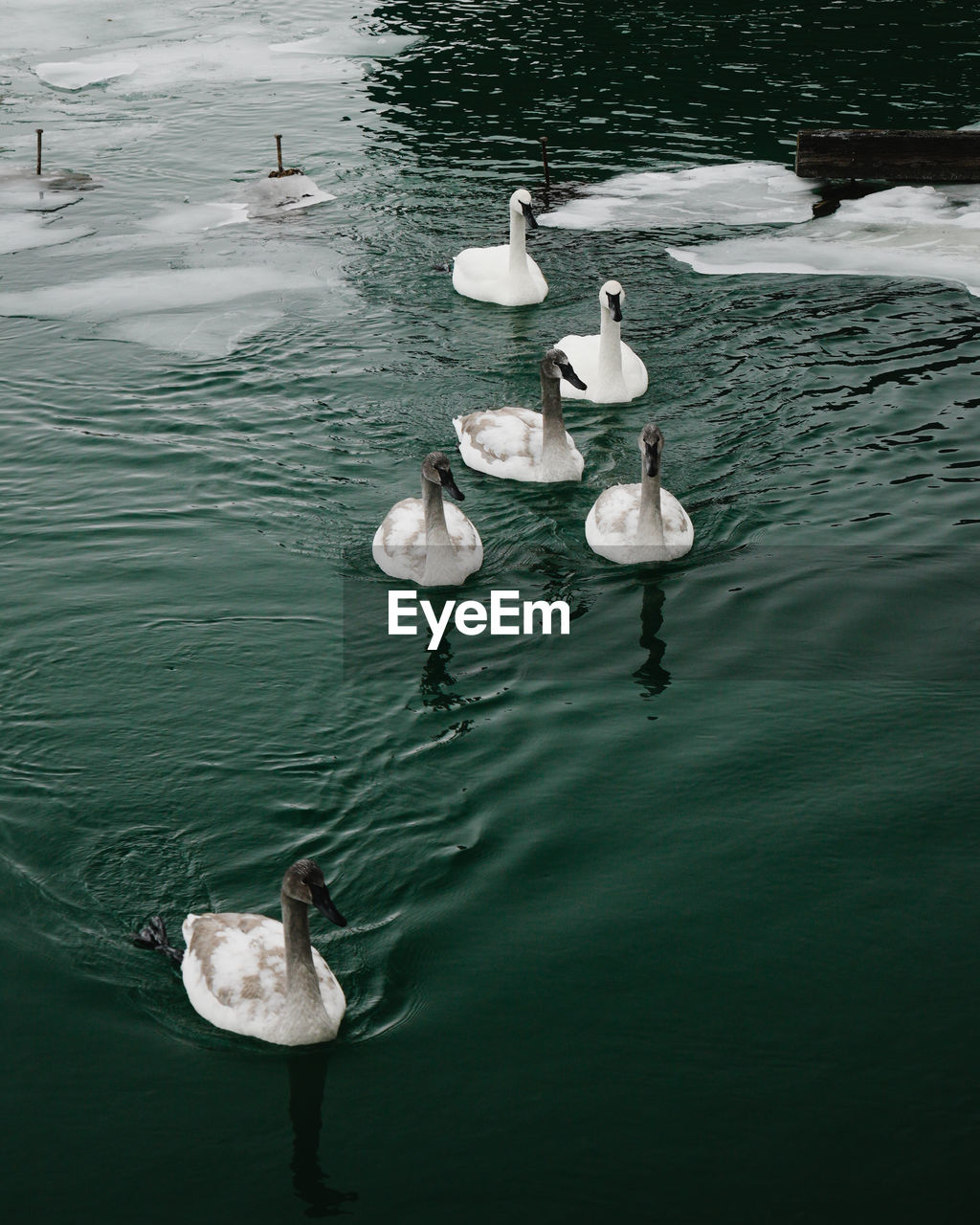 High angle view of swans swimming in lake during winter