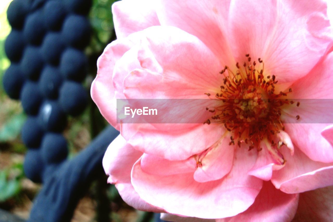 CLOSE-UP OF PINK ROSE