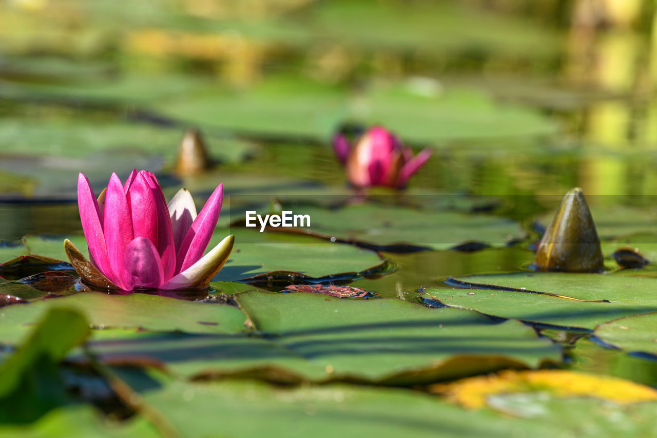 flower, water lily, flowering plant, water, lake, plant, beauty in nature, freshness, nature, leaf, lily, lotus water lily, pink, plant part, green, floating, floating on water, close-up, petal, no people, flower head, aquatic plant, fragility, selective focus, inflorescence, social issues, environment, macro photography, outdoors, tranquility, springtime, reflection, environmental conservation, purple, blossom, growth, day