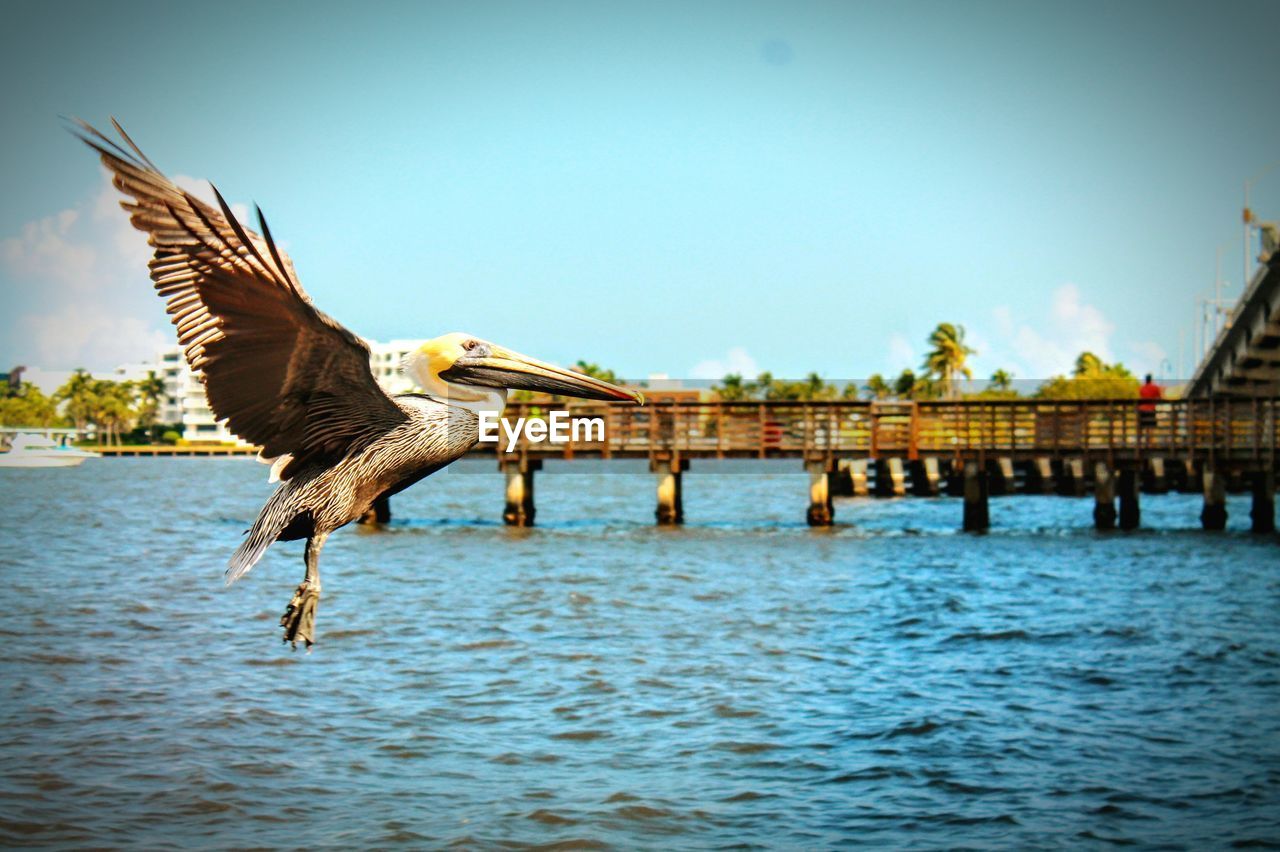 VIEW OF SEAGULL ON WOODEN POST AGAINST SKY