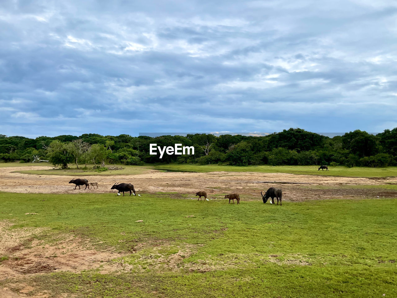 animal themes, animal, mammal, grassland, pasture, group of animals, plant, environment, grass, sky, plain, animal wildlife, domestic animals, landscape, cloud, livestock, wildlife, nature, field, land, grazing, meadow, no people, rural area, agriculture, prairie, tree, cattle, natural environment, large group of animals, herd, green, pet, beauty in nature, outdoors, day, savanna, scenics - nature, rural scene, steppe, hill, travel destinations, safari, tourism, cow