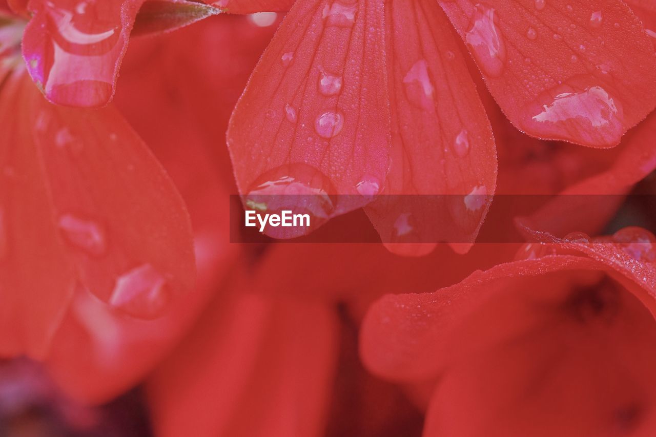 Full frame shot of water drops on red flower