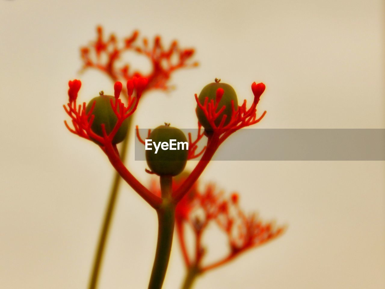 CLOSE-UP OF RED FLOWERS BLOOMING