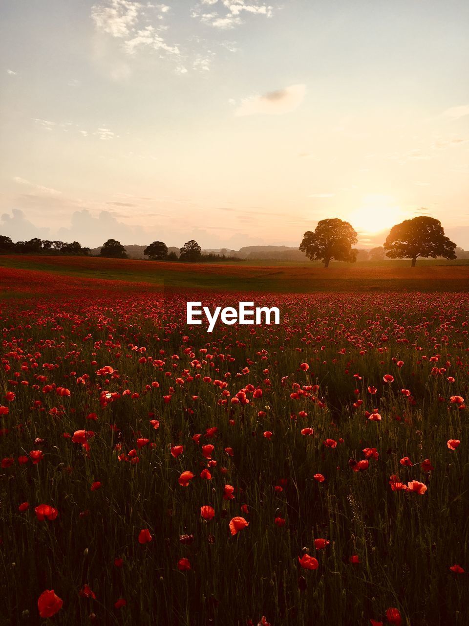 A poppy field during a golden sunset