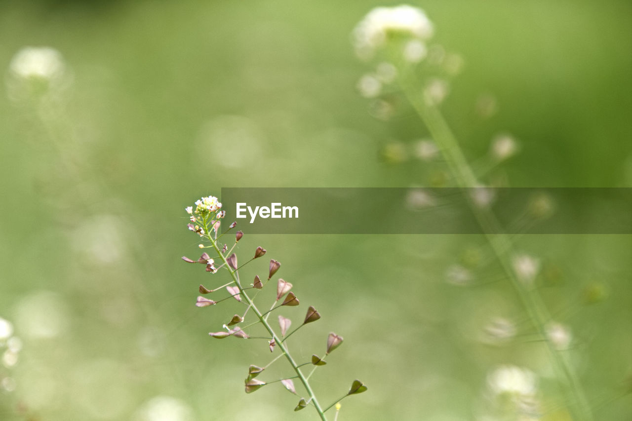 Close-up of flowering plant