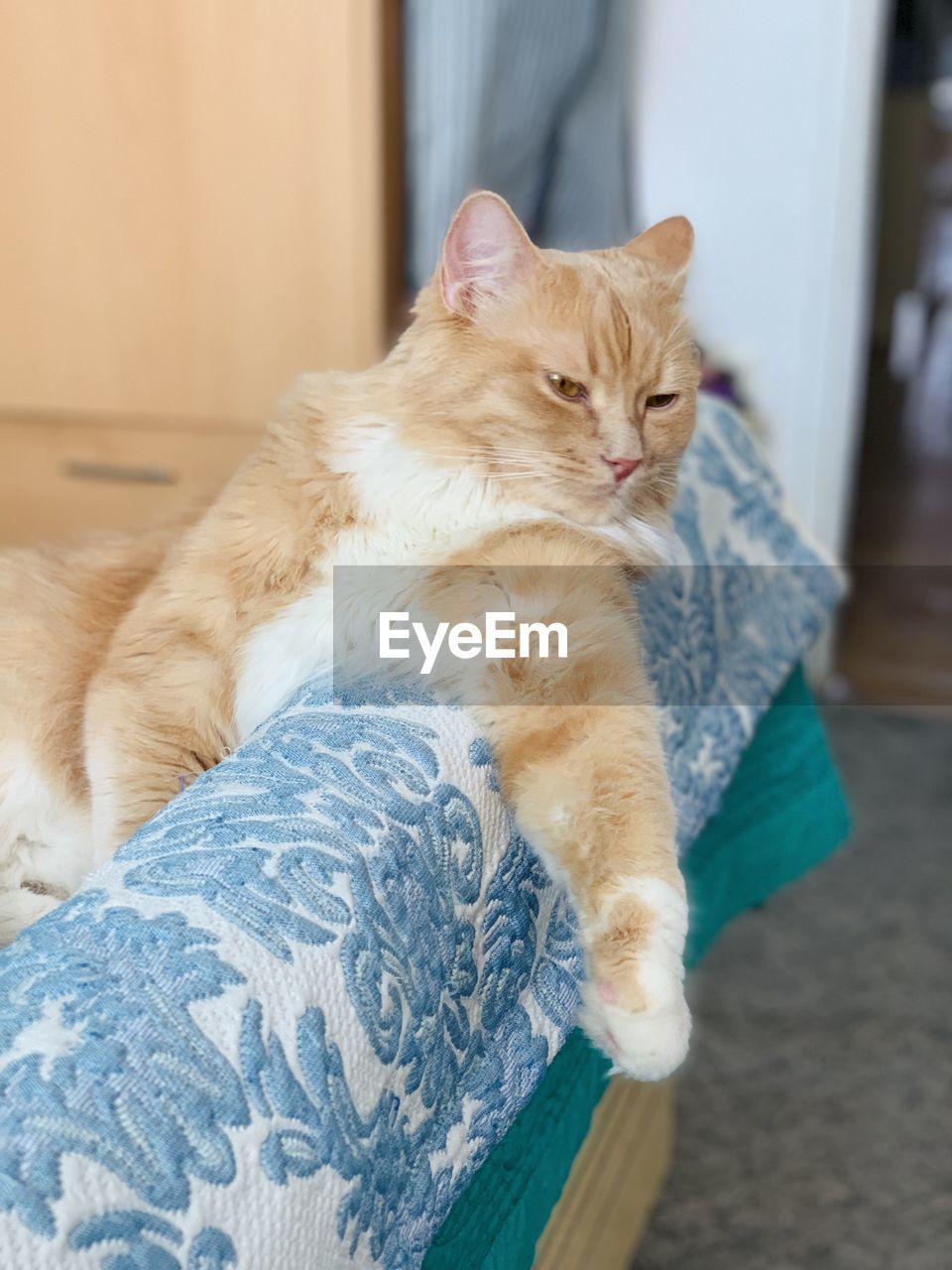 PORTRAIT OF A CAT RESTING ON BED