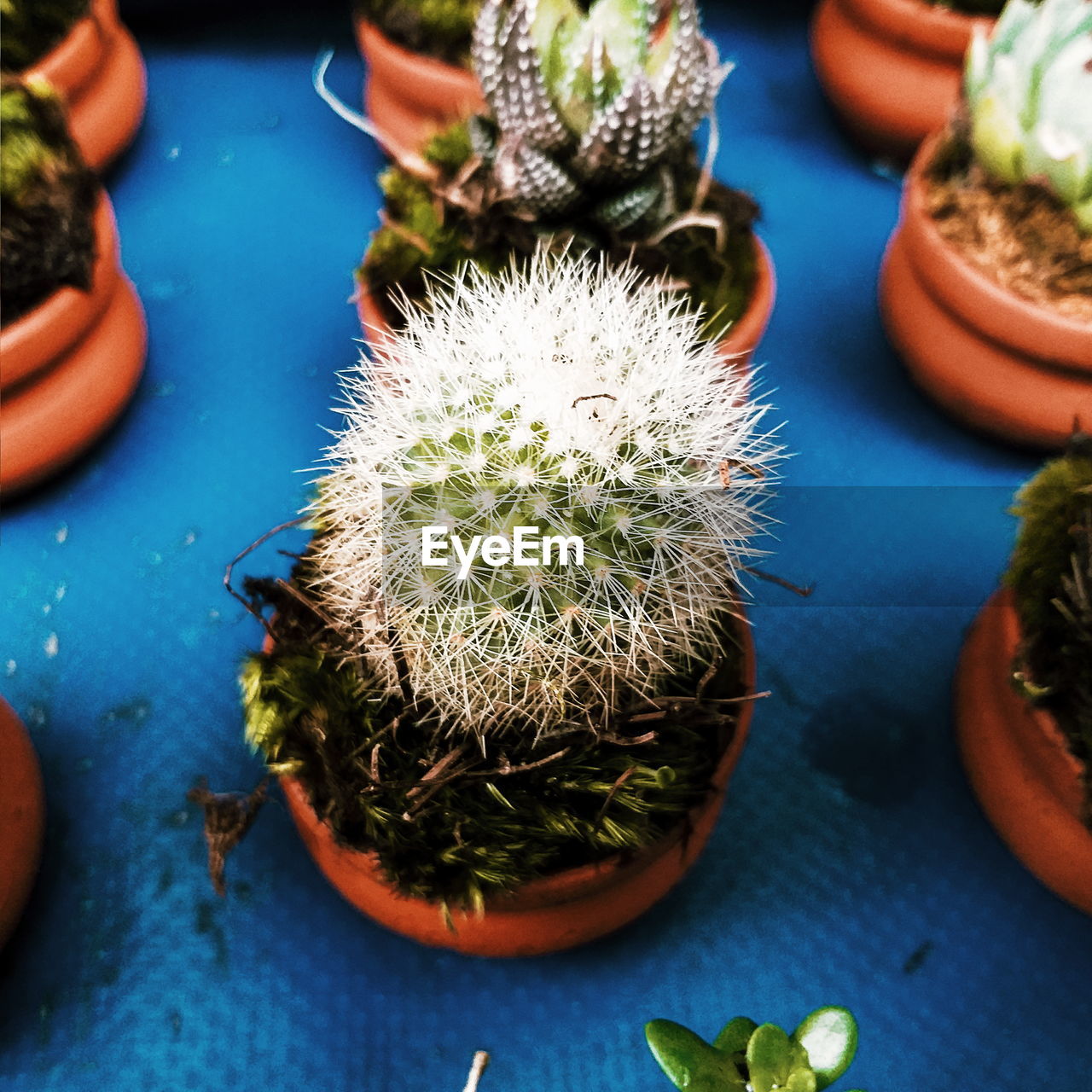 CLOSE-UP OF SUCCULENT PLANT ON TABLE