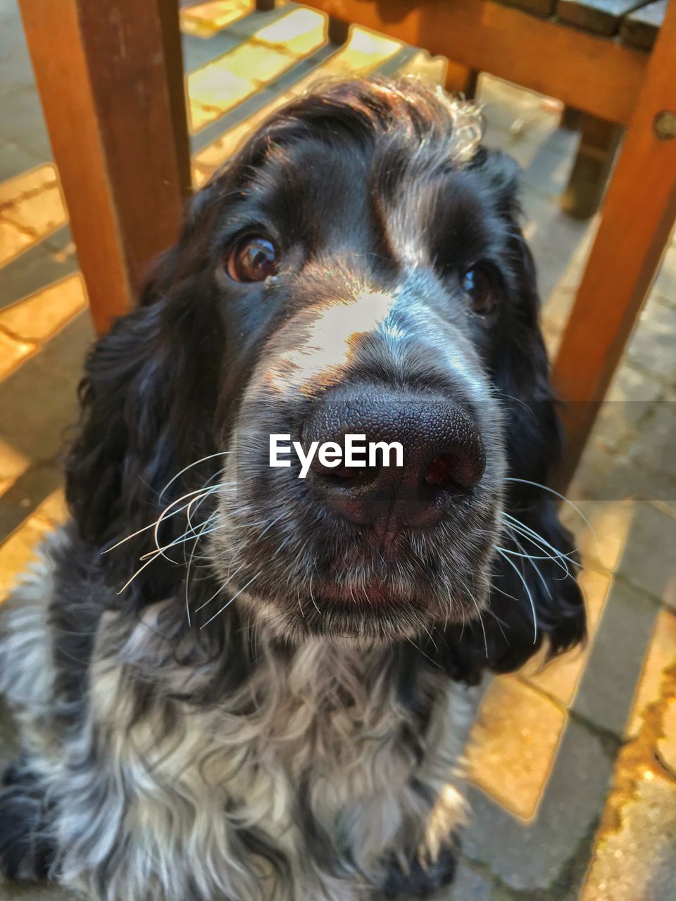 Close-up portrait of dog