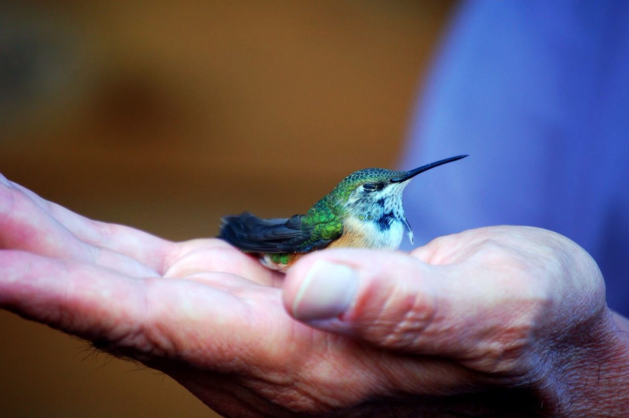 Close-up of hummingbird in hand