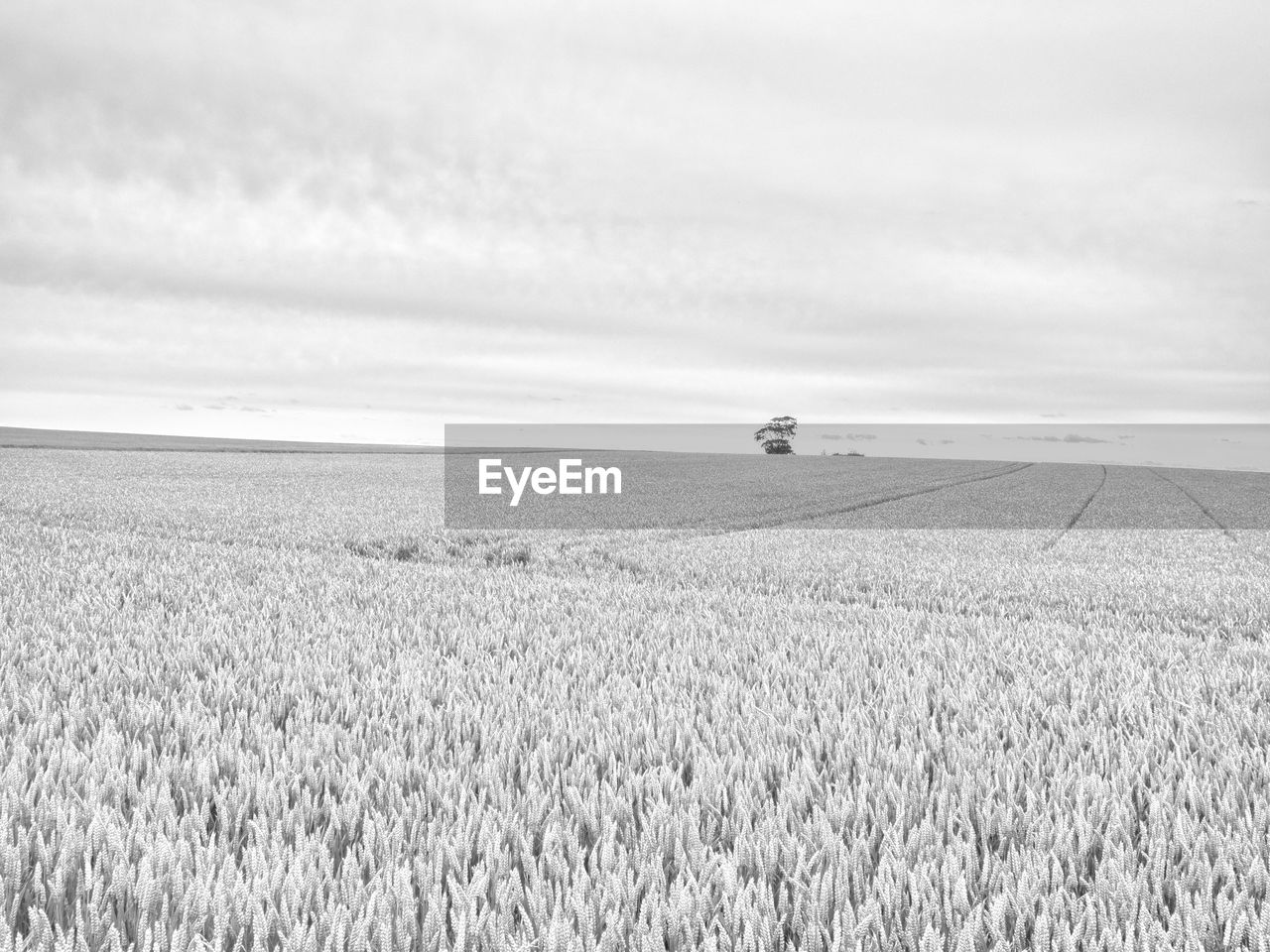 Scenic view of wheat field against sky