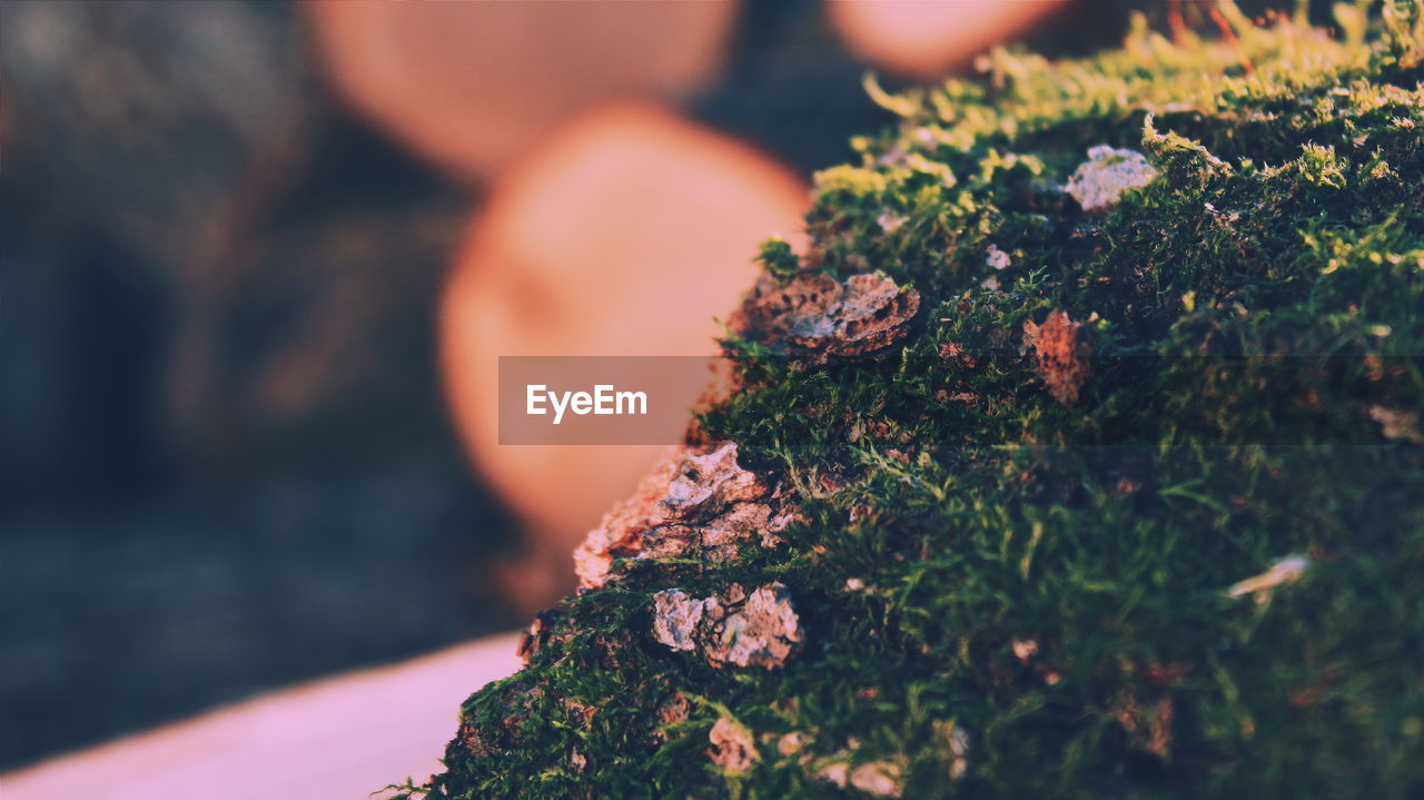 CLOSE-UP OF PLANT GROWING ON TREE