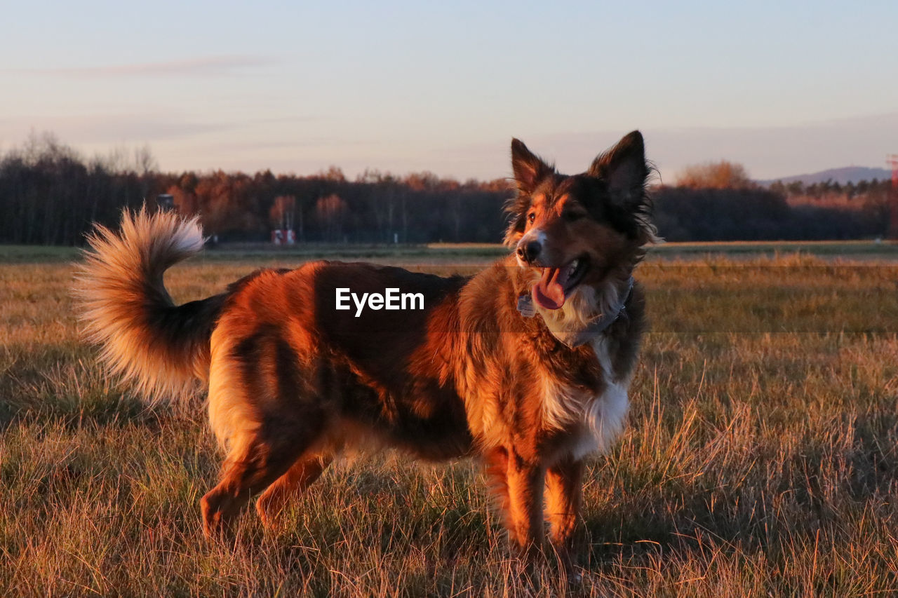 Dog standing in a field