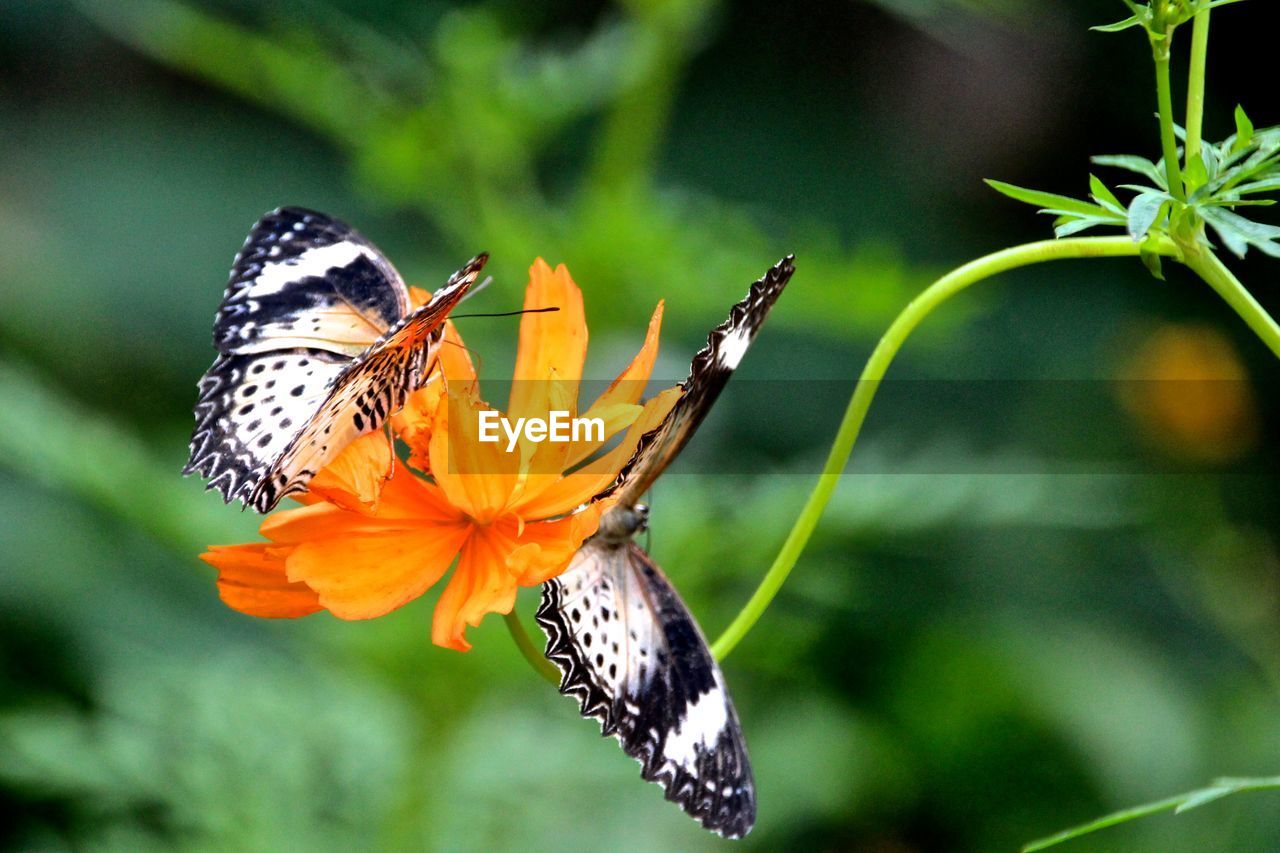 Close-up of butterflies on flower