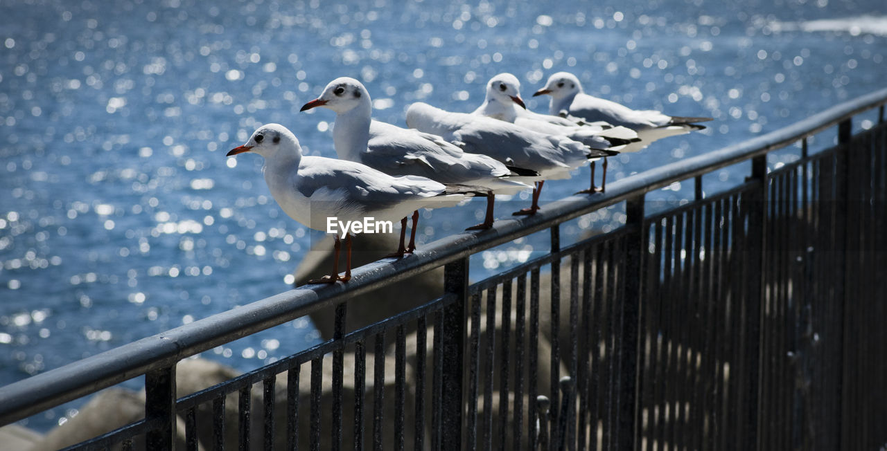 SEAGULL FLYING OVER SEA