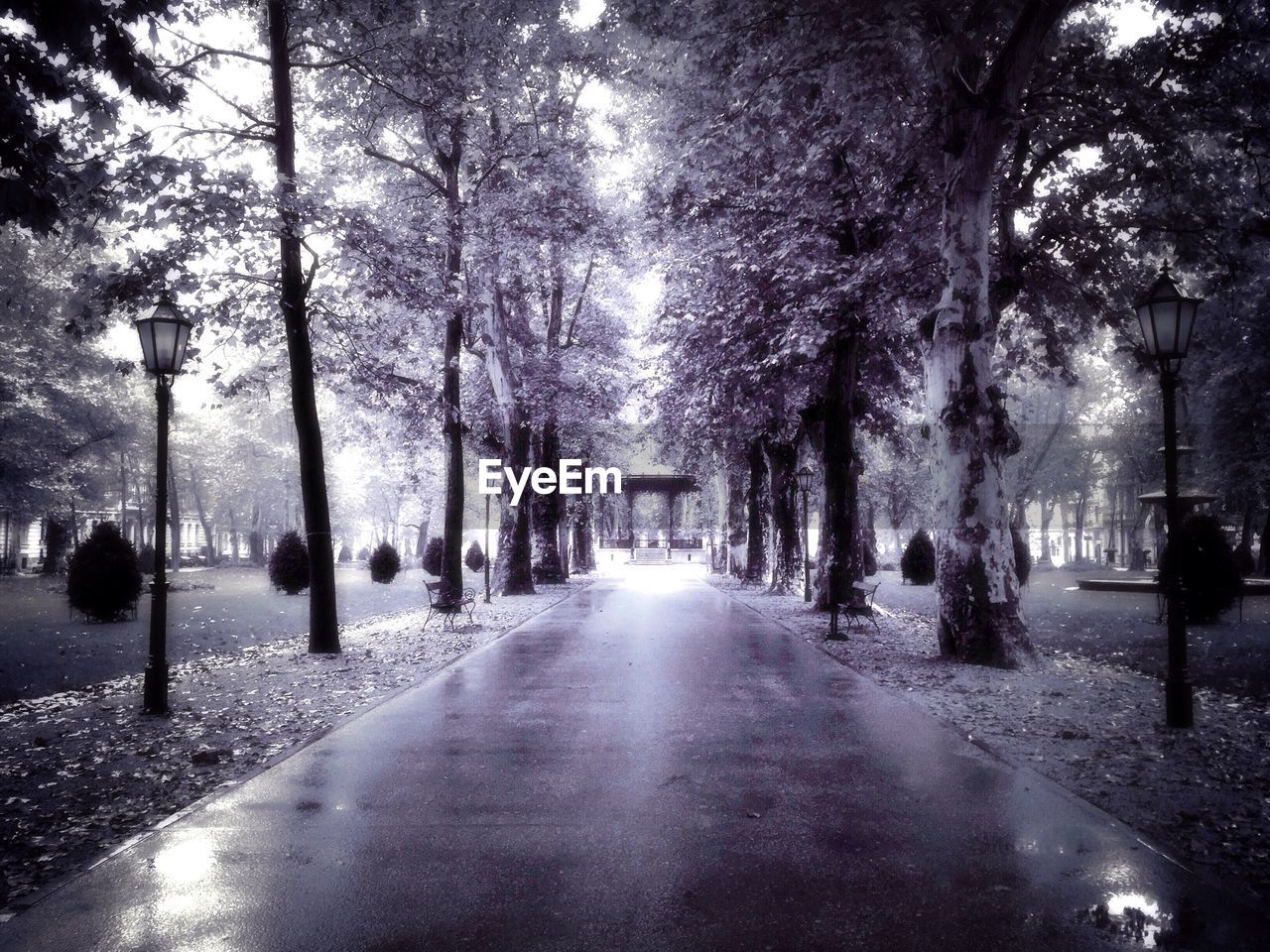 Empty road amidst trees on field