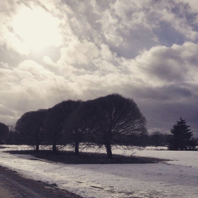 TREES ON LANDSCAPE AGAINST CLOUDY SKY