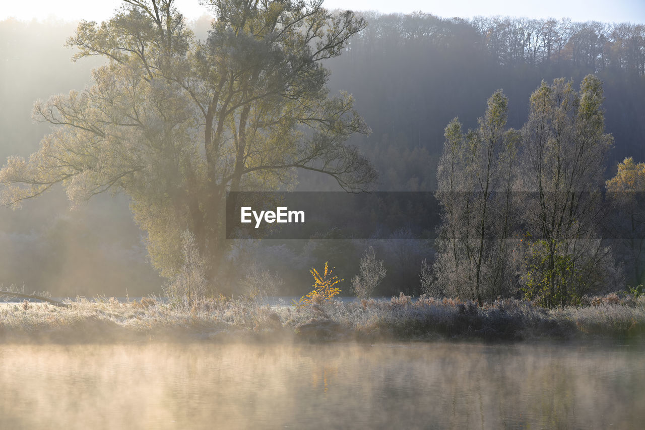 Trees by lake in forest