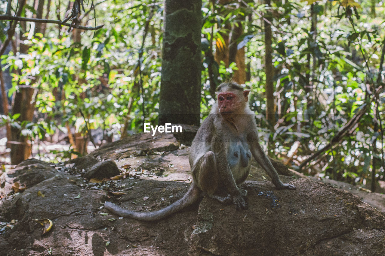 Monkey sitting on rock in forest