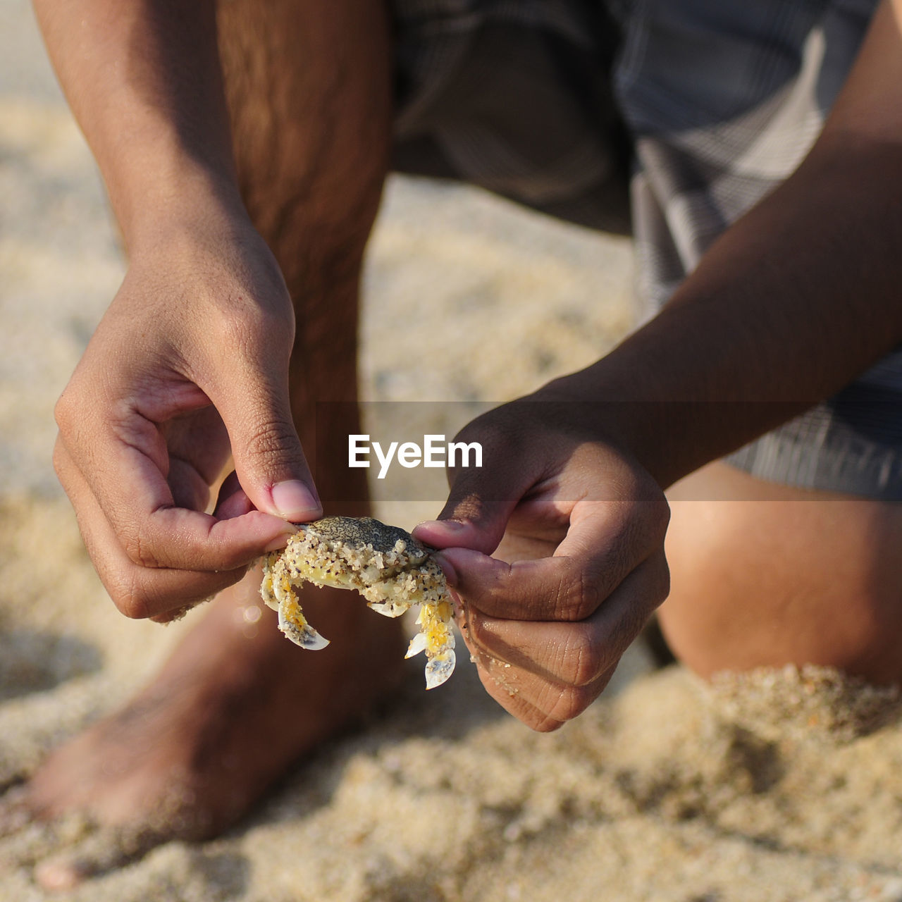 Cropped hands of man holding crab at beach