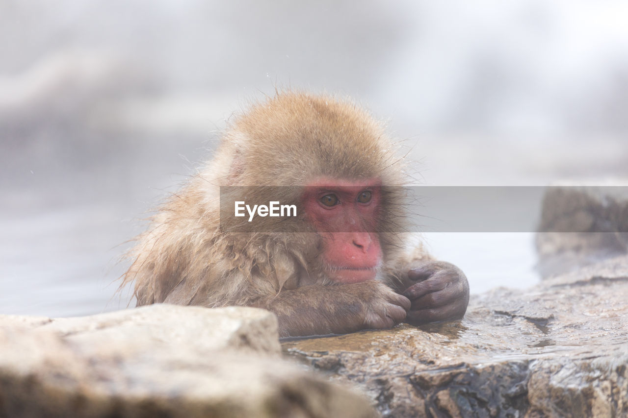 Japanese snow monkey in hot spring