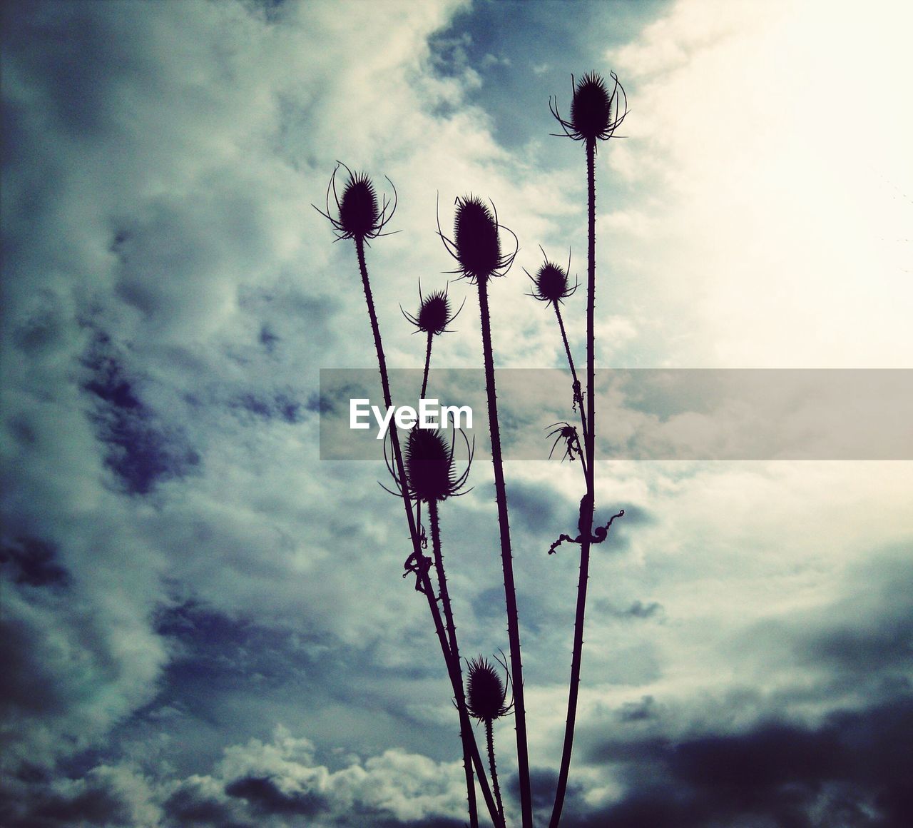 Close up of wild thistles growing under a dramatic sky