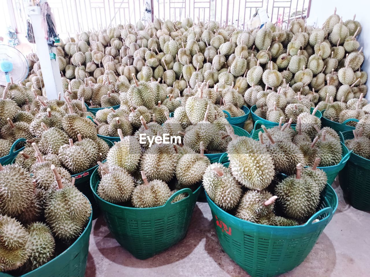 large group of objects, plant, abundance, retail, market, food and drink, food, cactus, day, for sale, freshness, business, no people, container, basket, produce, small business, business finance and industry, flower, variation, market stall, wellbeing, healthy eating, outdoors, arrangement, nature