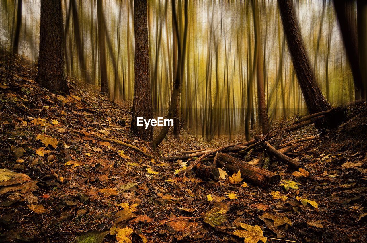 Trees on field in forest