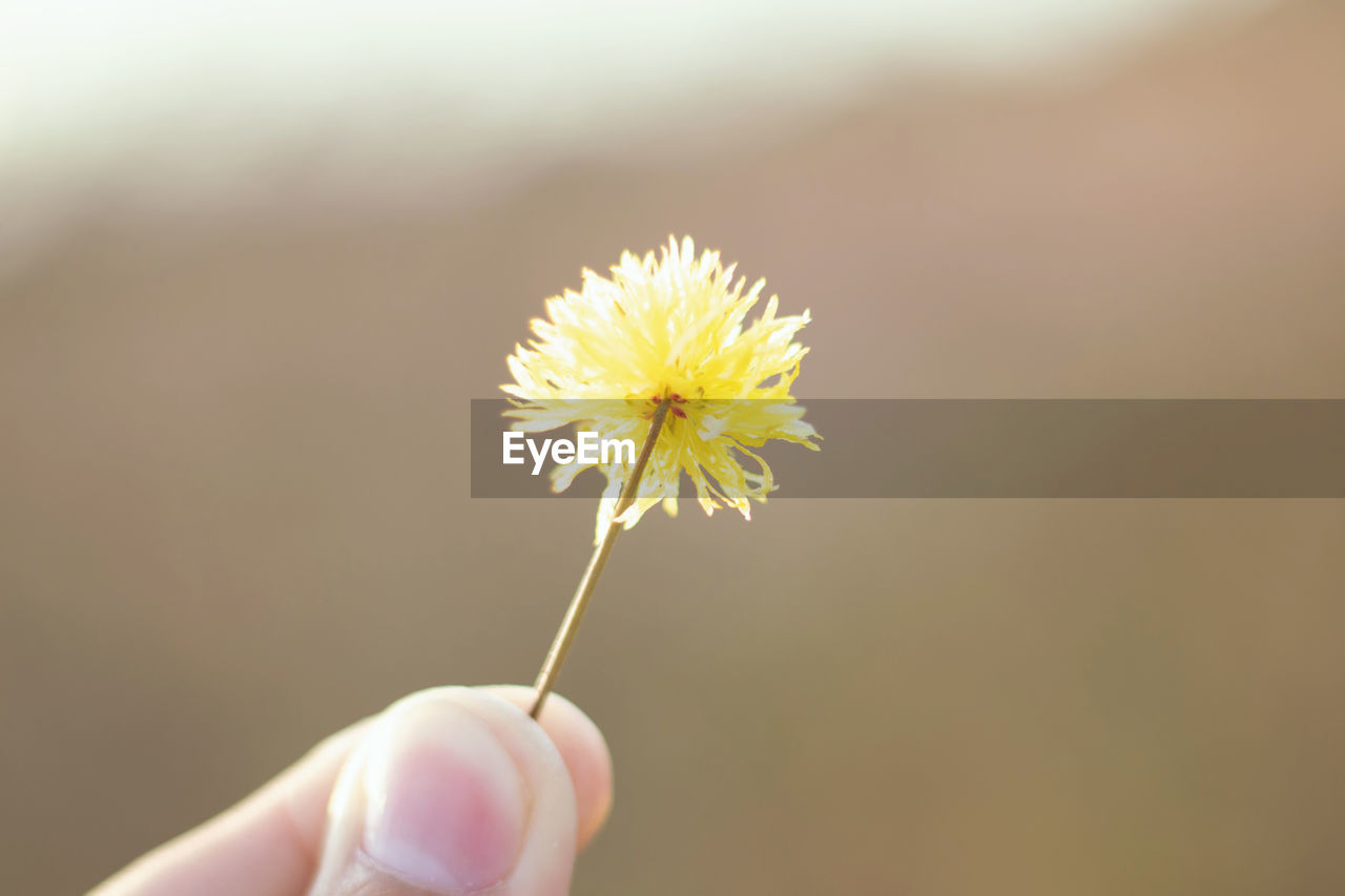 CLOSE-UP OF HAND HOLDING DANDELION AGAINST YELLOW BACKGROUND
