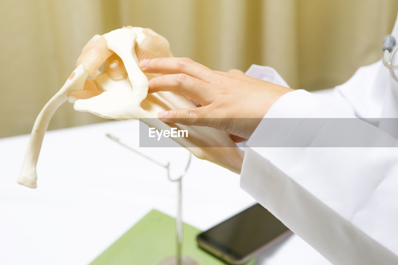 Cropped hands of doctor holding bone at hospital