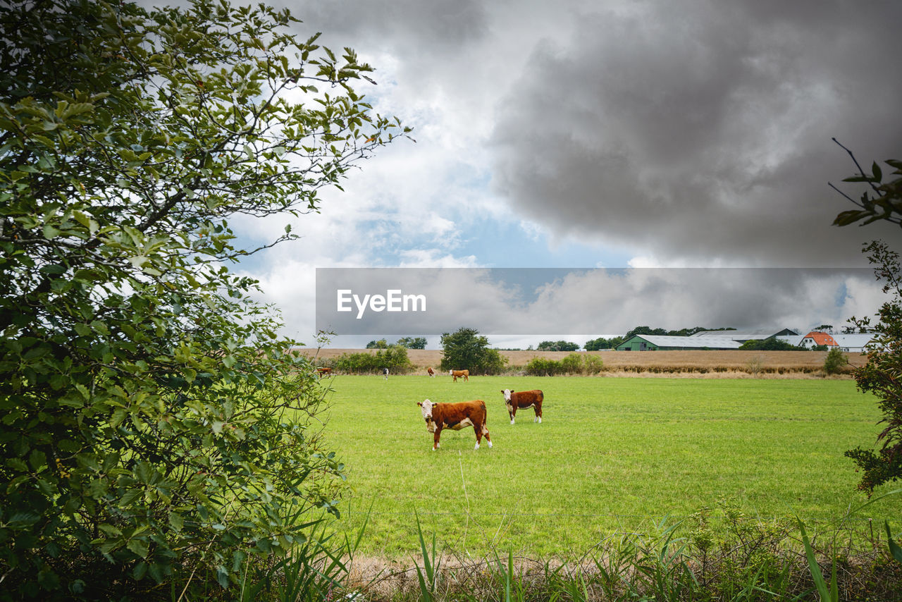 COWS ON FIELD