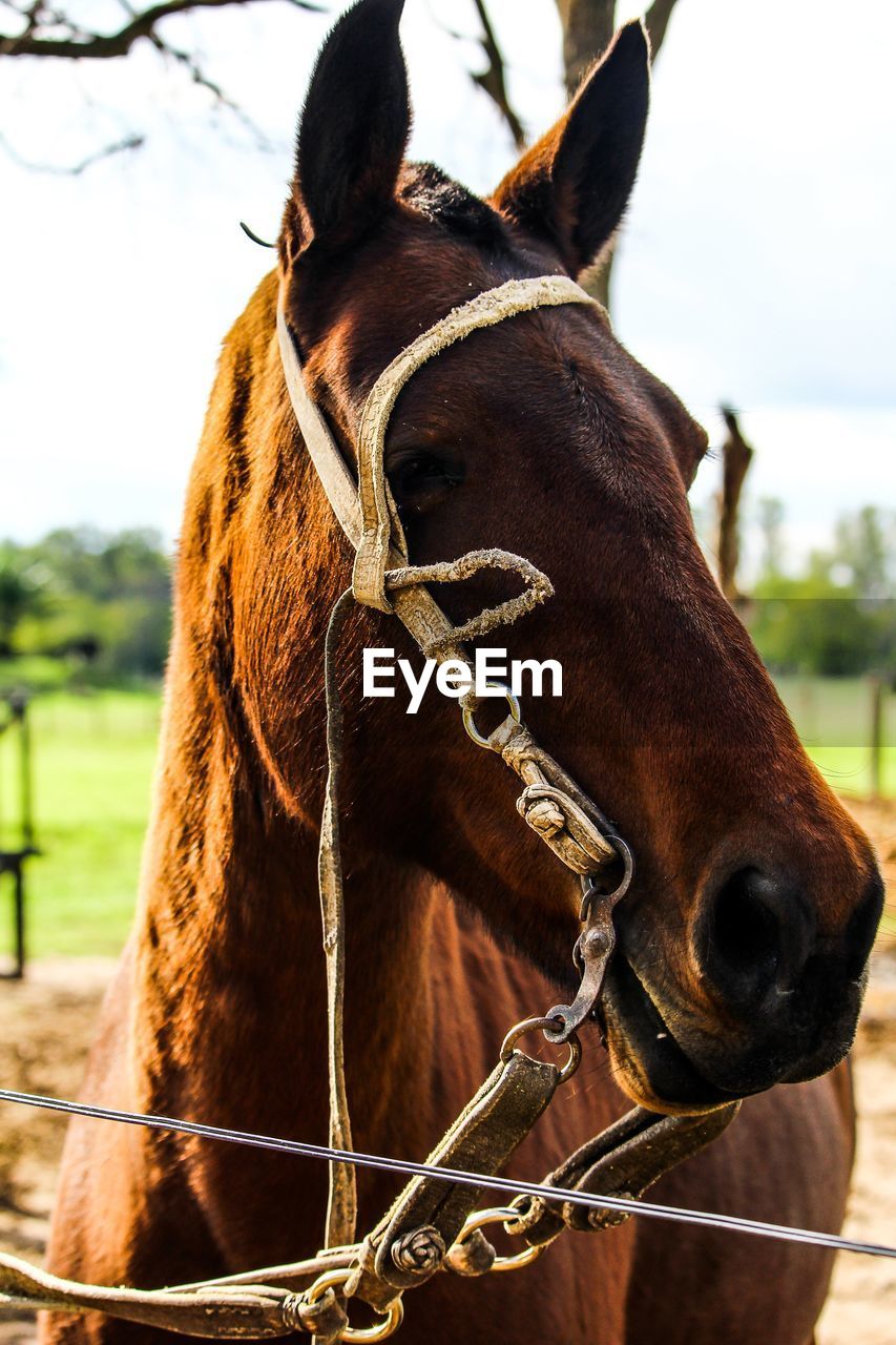 CLOSE-UP OF A HORSE