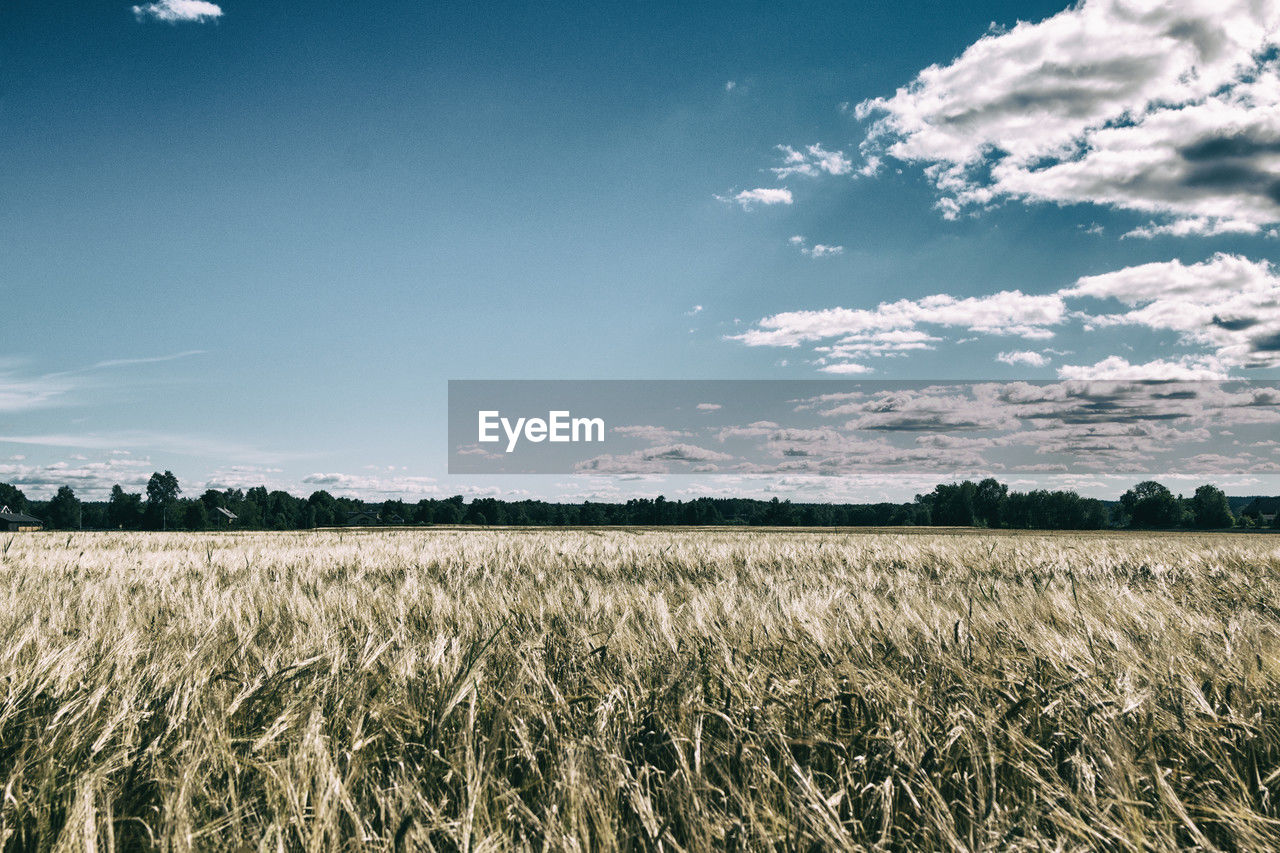 sky, landscape, field, agriculture, crop, cereal plant, land, plant, cloud, environment, rural scene, horizon, nature, grass, growth, barley, scenics - nature, beauty in nature, farm, wheat, no people, food, plain, food grain, prairie, rural area, grassland, blue, summer, corn, tranquility, horizon over land, outdoors, day, food and drink, tranquil scene, sunlight, rye, abundance, emmer, triticale