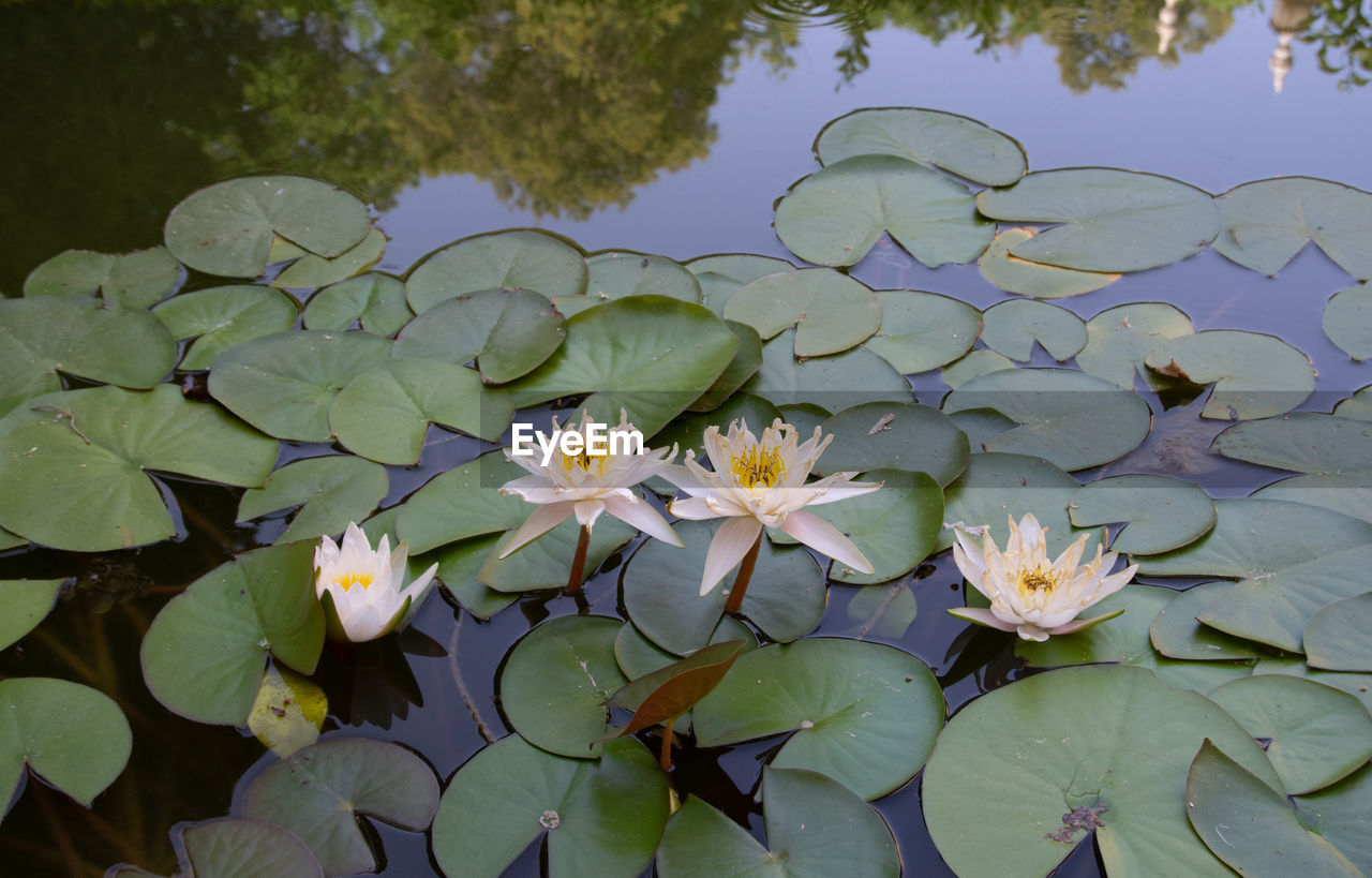 flower, plant, water lily, flowering plant, beauty in nature, lake, leaf, plant part, nature, water, aquatic plant, freshness, lotus water lily, lily, floating, growth, floating on water, petal, flower head, green, close-up, proteales, inflorescence, fragility, no people, outdoors, springtime, day, botany, blossom, environment, tranquility