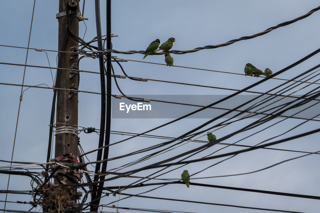 LOW ANGLE VIEW OF BIRDS ON CABLE AGAINST SKY