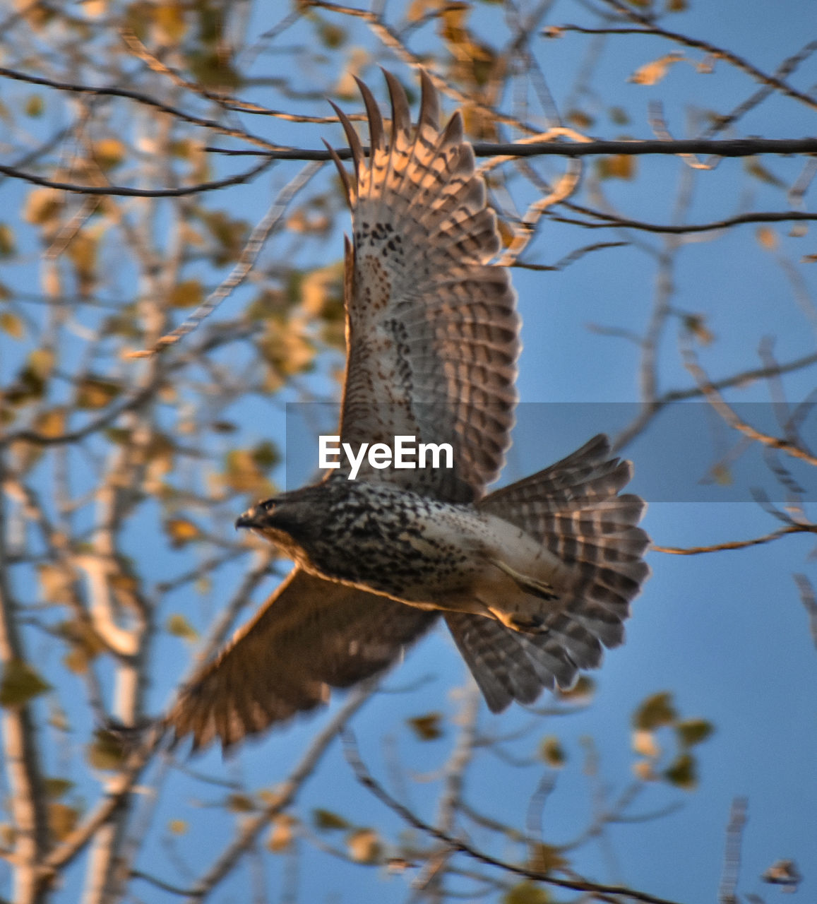 LOW ANGLE VIEW OF EAGLE FLYING IN THE SKY