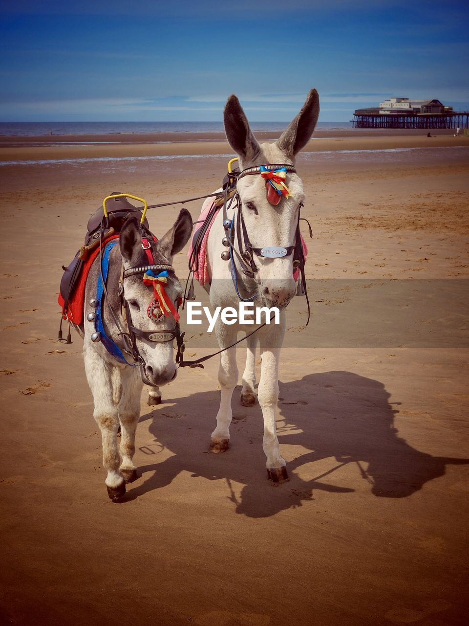 VIEW OF HORSE ON BEACH