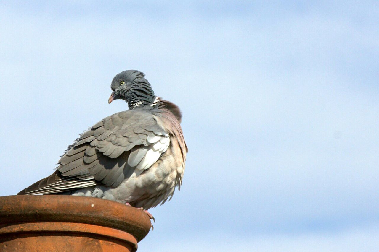 CLOSE-UP OF BIRD PERCHING AGAINST CLEAR SKY