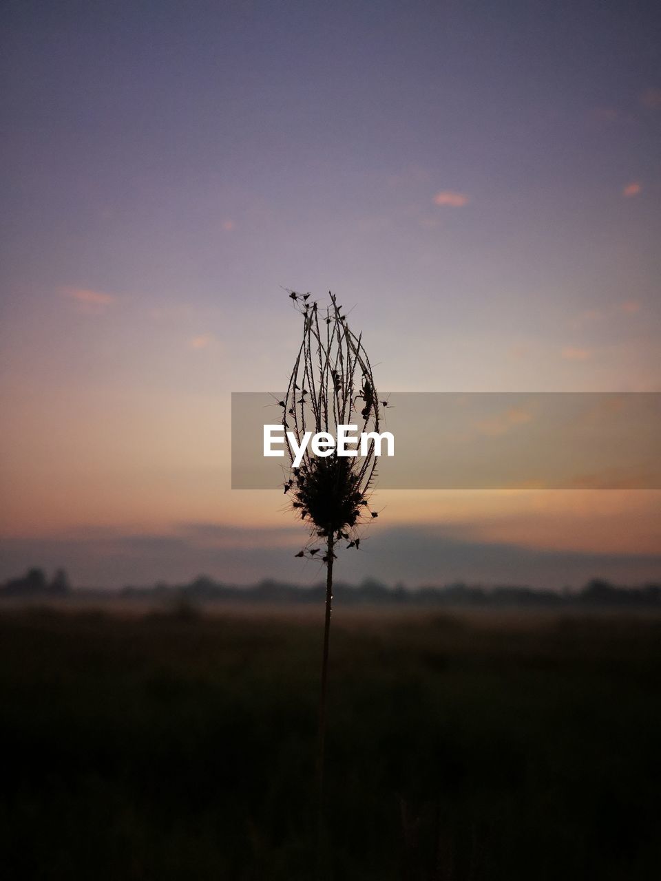 SILHOUETTE PLANTS ON FIELD AGAINST SKY DURING SUNSET