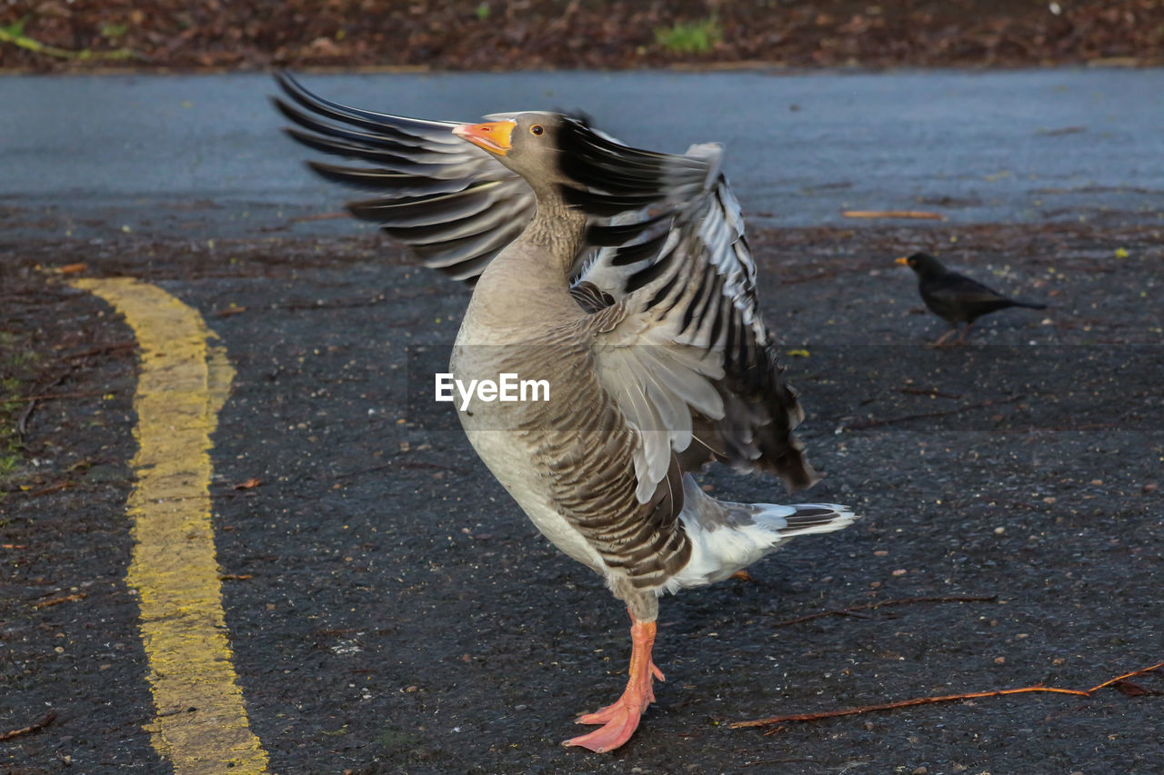 CLOSE-UP OF PIGEON