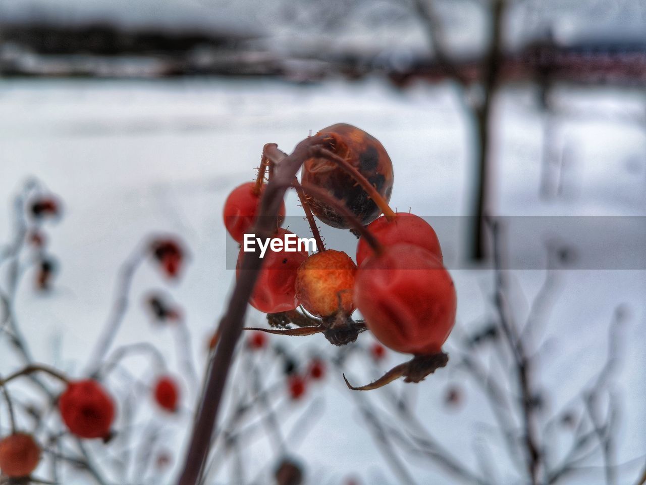 Close-up of red berries on snow