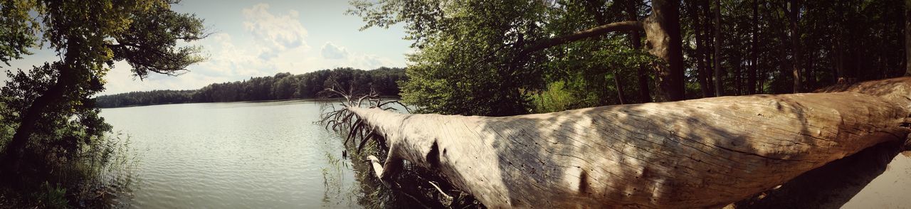 PANORAMIC SHOT OF A TREE