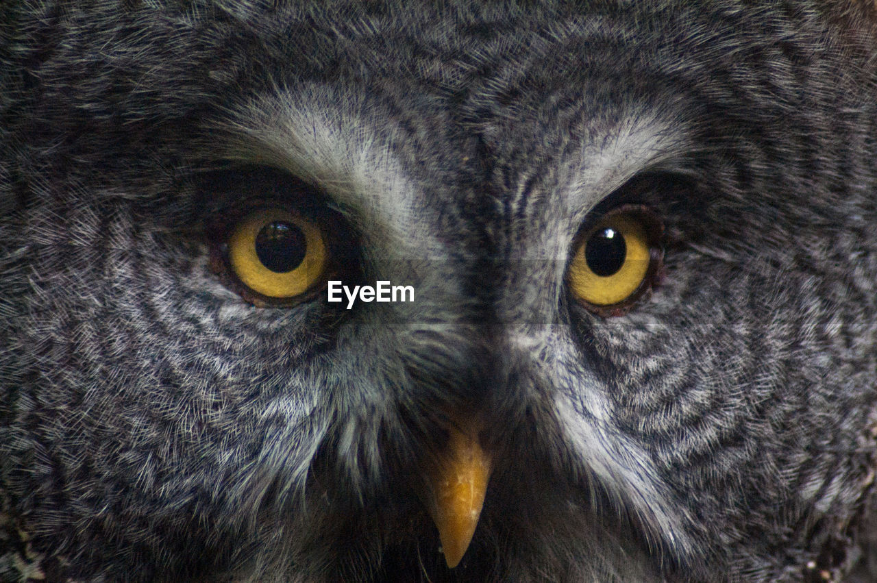 Close-up portrait of owl