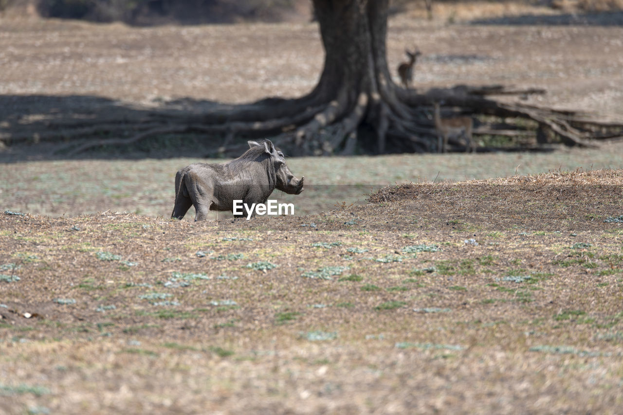 Warthog on field