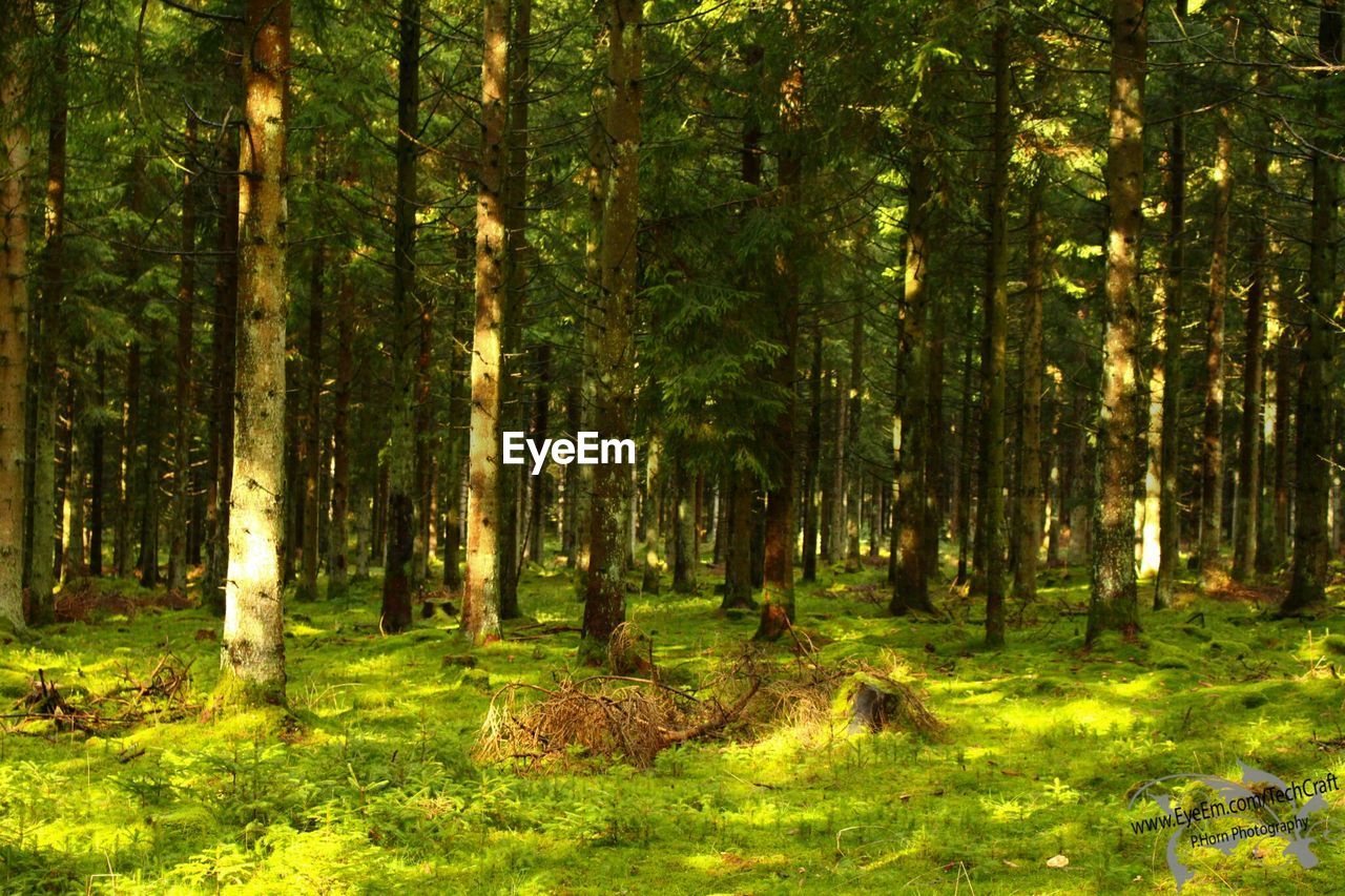 View of lush trees in the forest